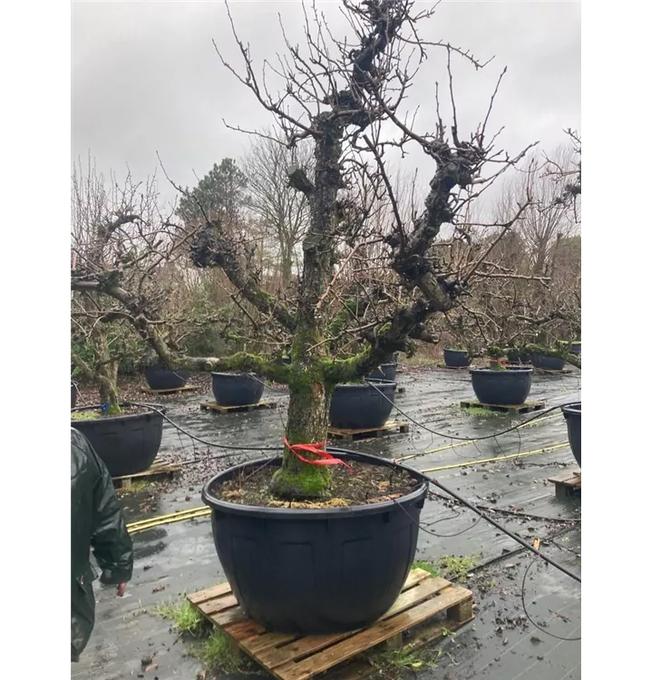 Malus dom.Collina - Malus dom.Collina - Collection