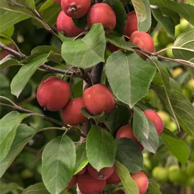 Sol 3xv mDb 100- 125 - Zierapfel 'Red Jade' - Malus 'Red Jade' - Collection
