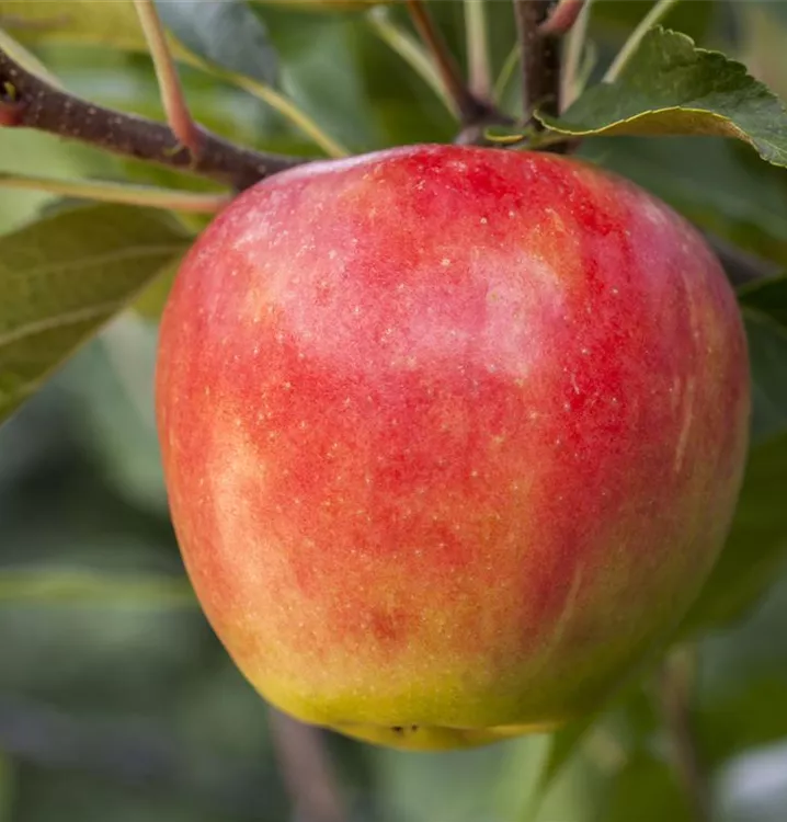 Apfel 'Santana' -S- - Malus 'Santana' -S- CAC - Collection