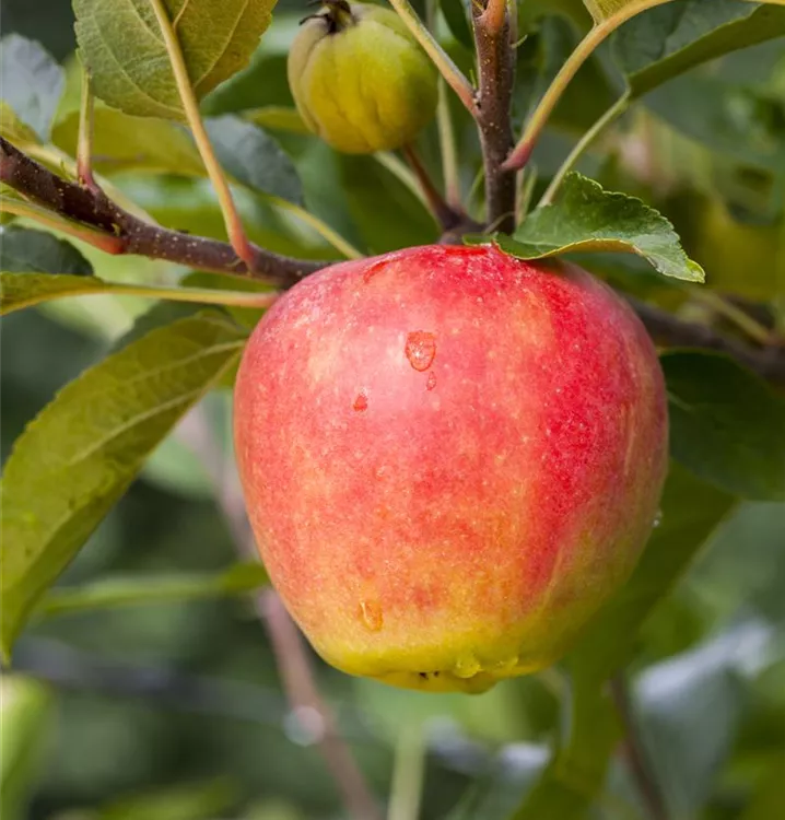 Apfel 'Rebella' -S- - Malus 'Rebella' -S CAC - Collection