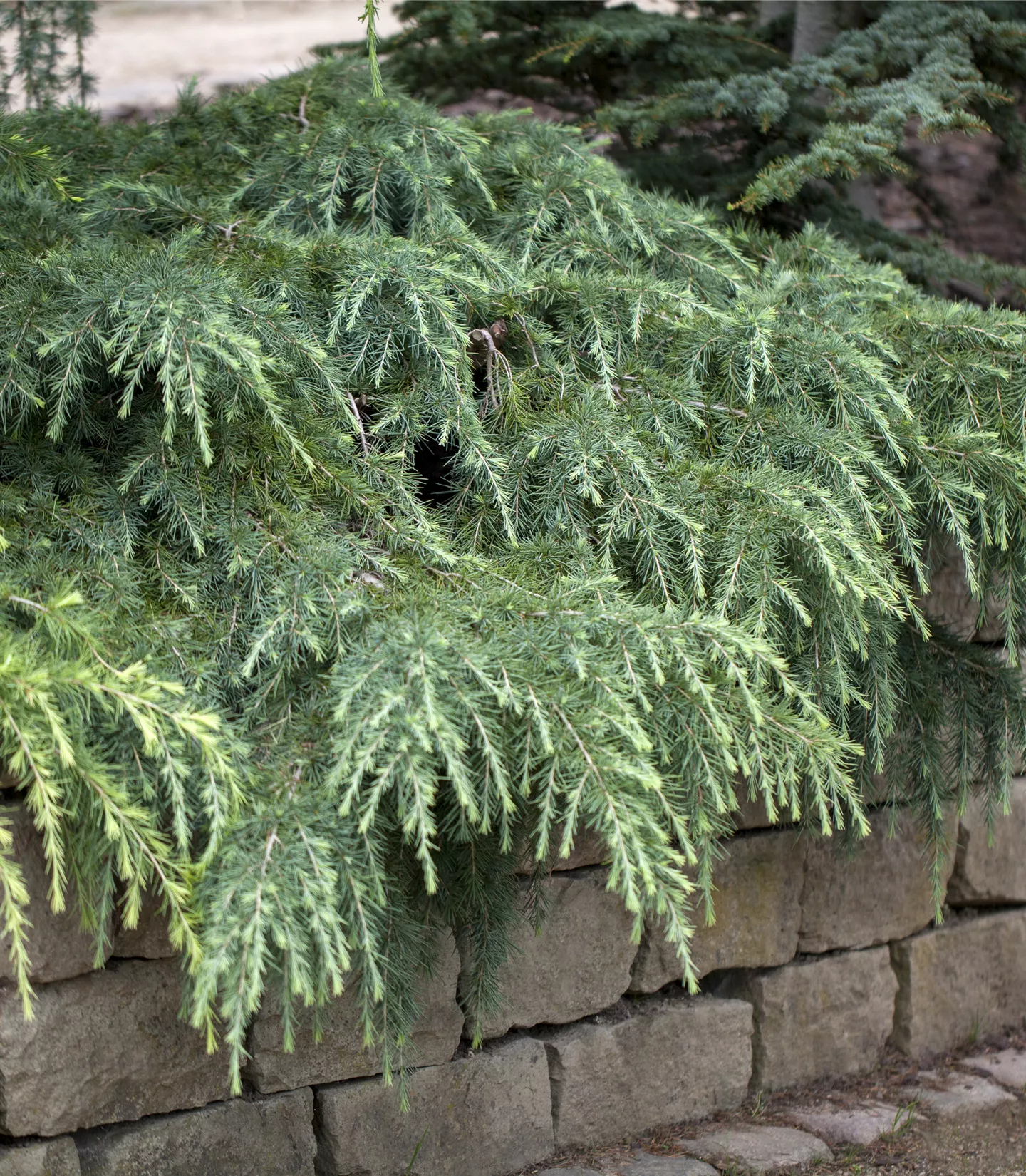 Cedrus deodara 'Feelin' Blue'