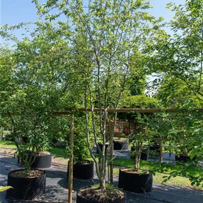Schirmform 350-400 - Zierapfel 'Evereste' -R- - Malus 'Evereste' -R- - Collection