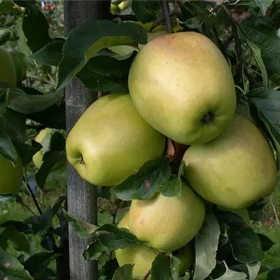 Spalier 4xv mDb 160 x 180- - Synonym - Malus 'Glockenapfel' CAC - Collection