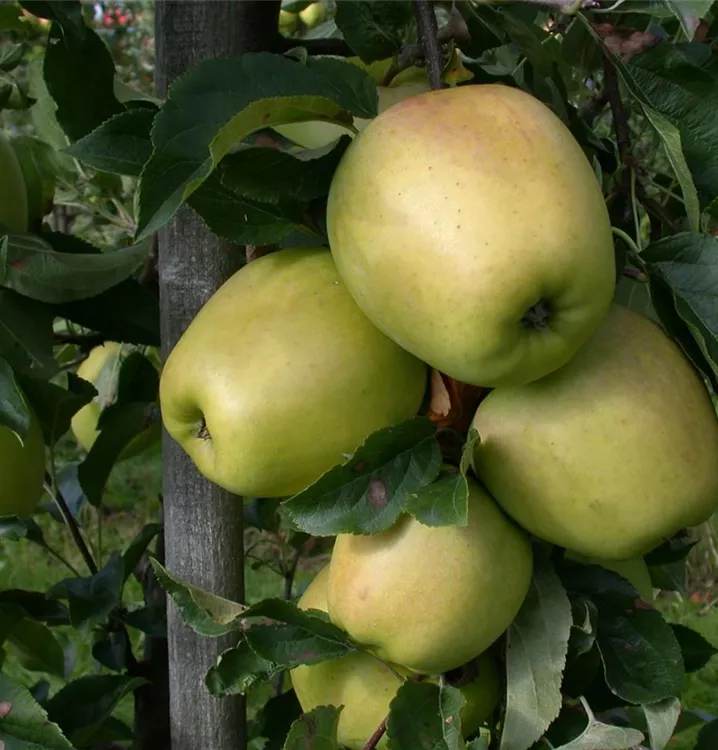 Synonym - Malus 'Glockenapfel' CAC - Collection