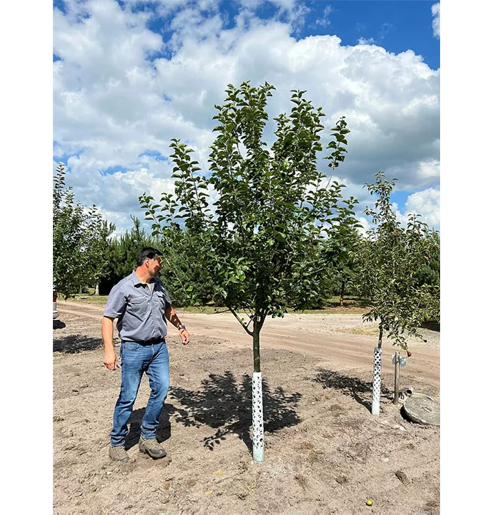 Apfel 'Goldparmäne' mittel - Malus 'Goldparmäne' CAC - Collection