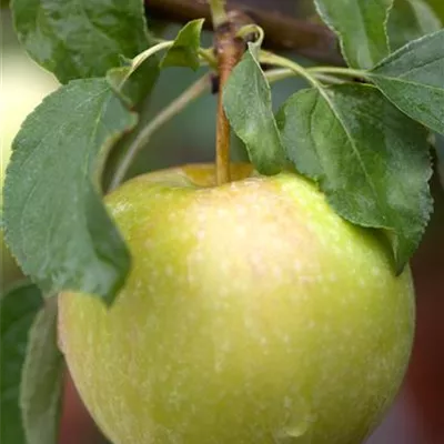 ha 3xv mDb 10- 12 - Apfel 'Grahams Jubiläumsapfel' mittel - Malus 'Grahams Jubiläumsapfel' CAC - Collection