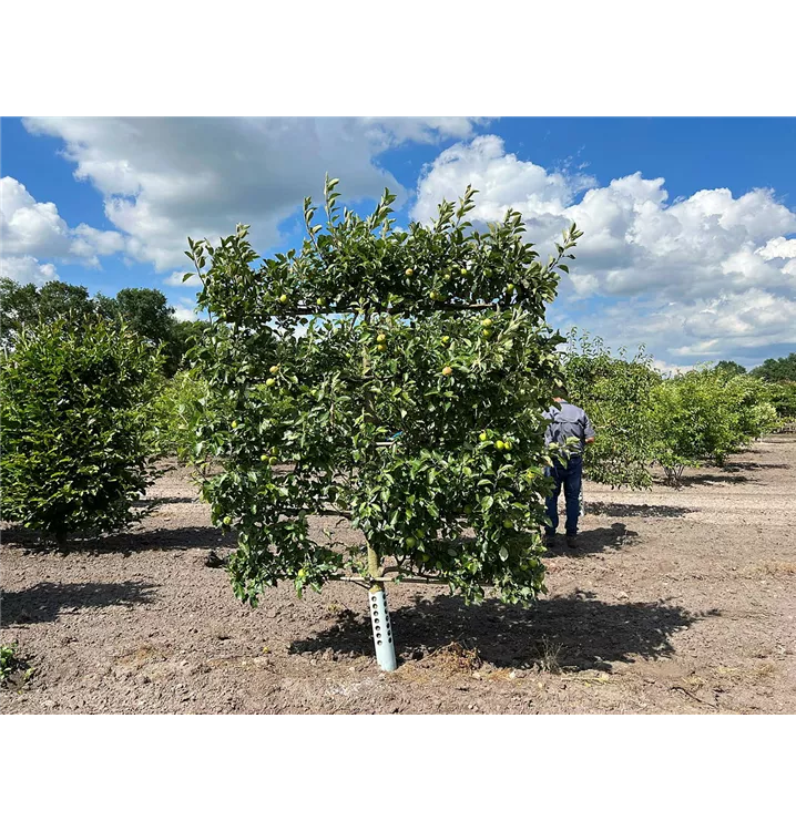 Apfel 'Ingrid Marie' mittel - Malus 'Ingrid Marie' CAC - Collection