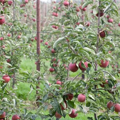 ha 3xv mDb 10- 12 - Apfel 'Roter Gravensteiner Rellstab' - Malus 'Roter Gravensteiner Rellstab' CAC - Collection