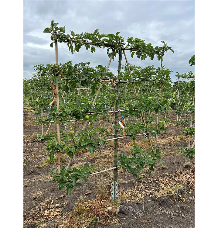 Apfel 'Jonagold' mittel - Malus 'Jonagold' CAC - Collection