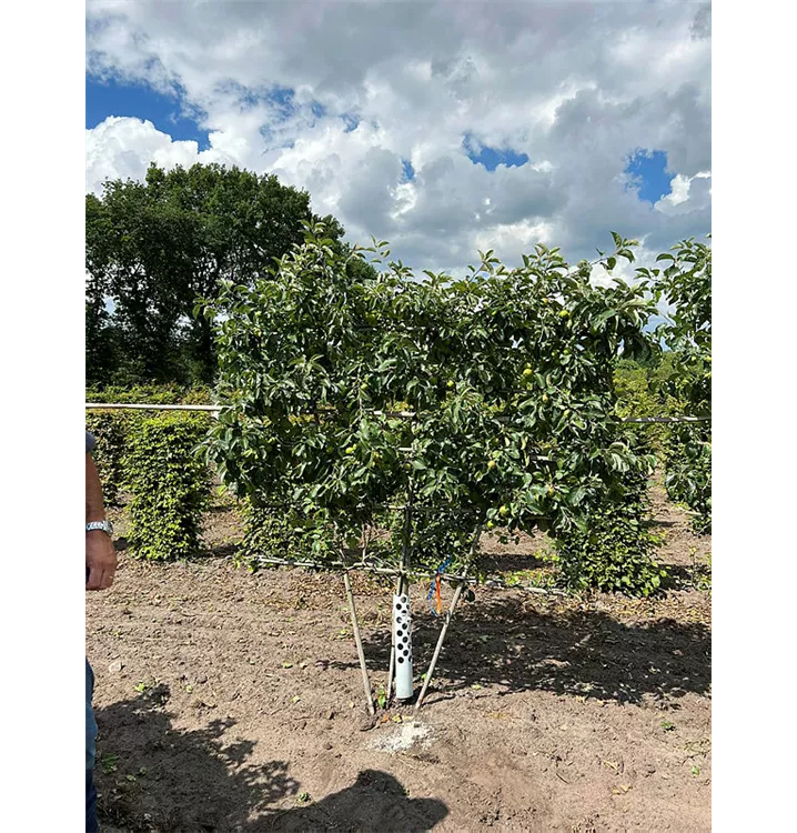 Apfel 'Lummerland' -R- - Malus 'Lummerland' -R- CAC - Collection