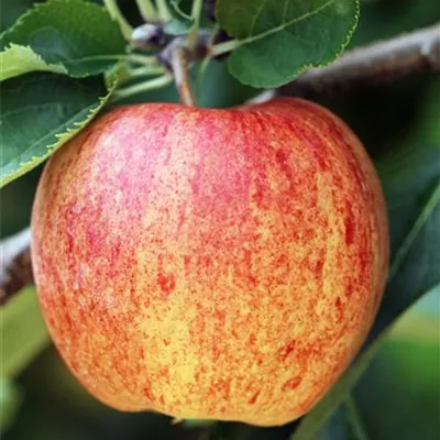 Sol Baum 4xv mDb Krbr. 100-150 20- 25 - Apfel 'Jonagored' -S- mittel - Malus 'Jonagored' -S- CAC - Collection