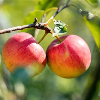 ha 3xv mDb 10- 12 - Apfel 'Bischofshut' - Malus 'Bischofshut' CAC - Collection