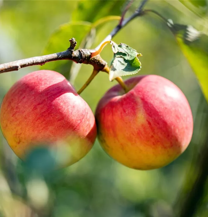 Apfel 'Bischofshut' - Malus 'Bischofshut' CAC - Collection