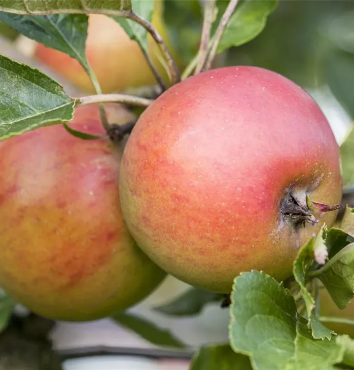 Apfel 'Rote Goldparmäne Typ Lieberz' - Malus 'Rote Goldparmäne Typ Lieberz' CAC - Collection