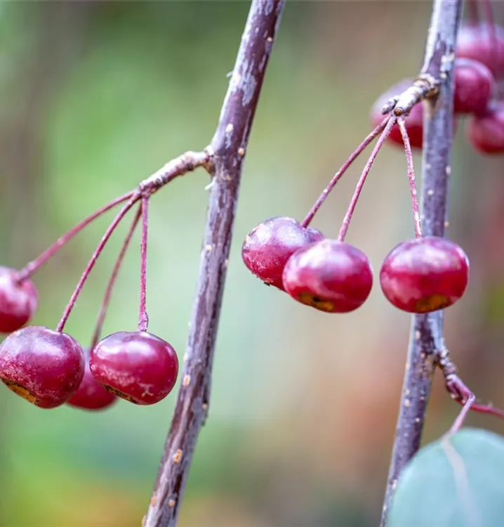 Zierapfel 'Profusion' - Malus 'Profusion' - Collection