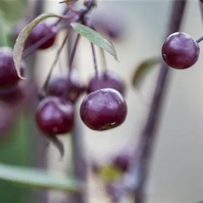 Sol 3xv mDb 100- 125 - Zierapfel 'Nicoline' - Malus 'Nicoline' - Collection
