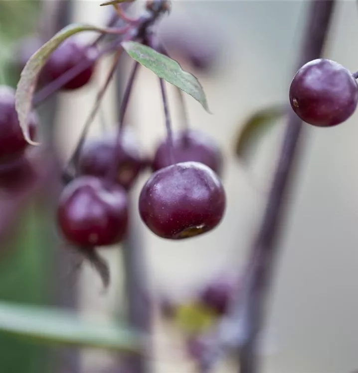 Zierapfel 'Nicoline' - Malus 'Nicoline' - Collection