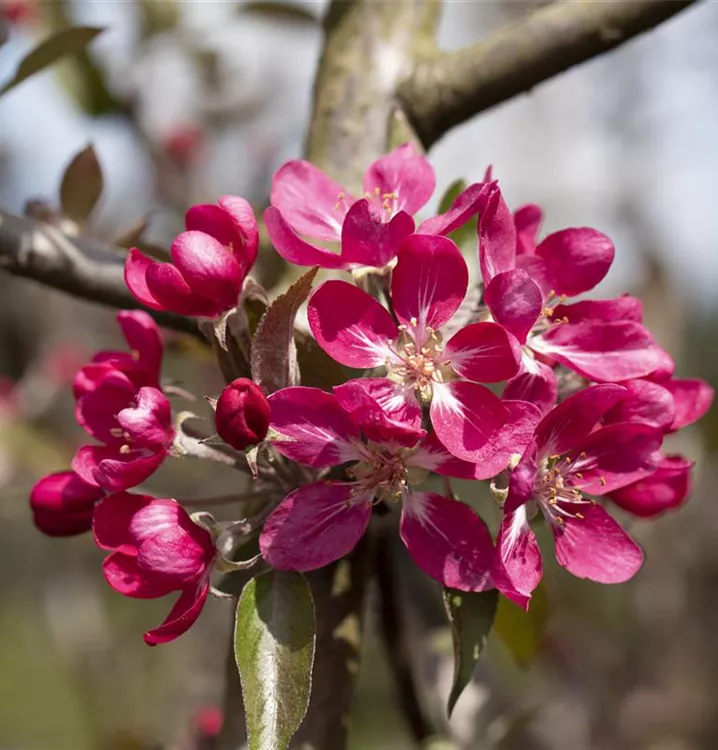 Zierapfel 'Mokum' - Malus 'Mokum' - Collection