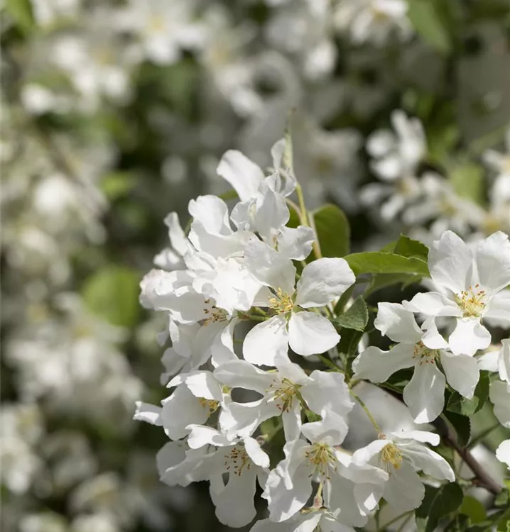 Zierapfel 'Street Parade' - Malus 'Street Parade' - Collection