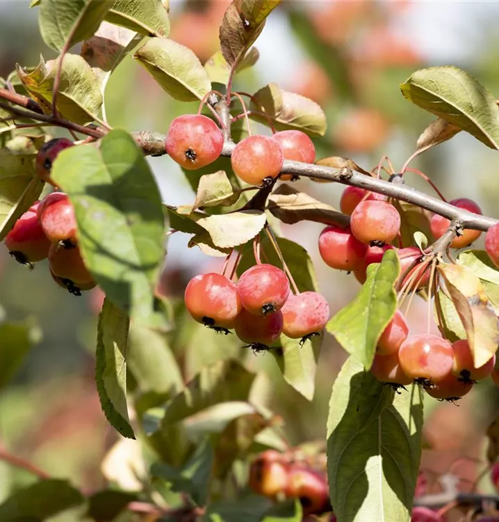 Zierapfel tschonoskii 'Belmonte' - Malus tschonoskii 'Belmonte' - Collection