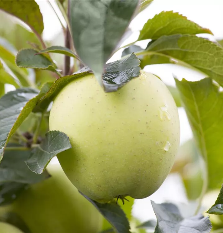 Apfel 'Weißer Klarapfel' früh - Malus 'Weißer Klarapfel' CAC - Collection