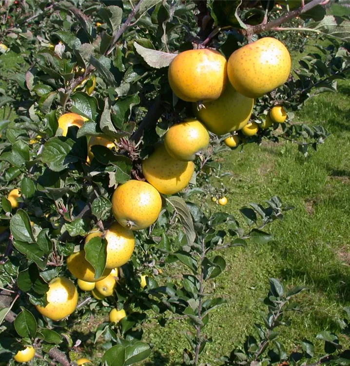 Apfel 'Zitronenapfel' mittel - Malus 'Zitronenapfel' CAC - Collection
