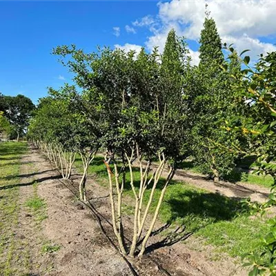 Schirmform 150 - 175 x 200 - 225, - Burkwoods Duftblüte - Osmanthus burkwoodii - Collection