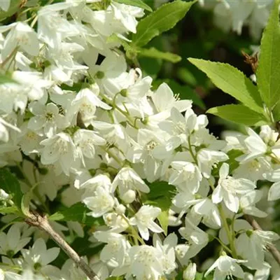 Sol 3xv mDb 250- 300 - Gefüllter Gartenjasmin 'Schneesturm' - Philadelphus 'Schneesturm' - Collection