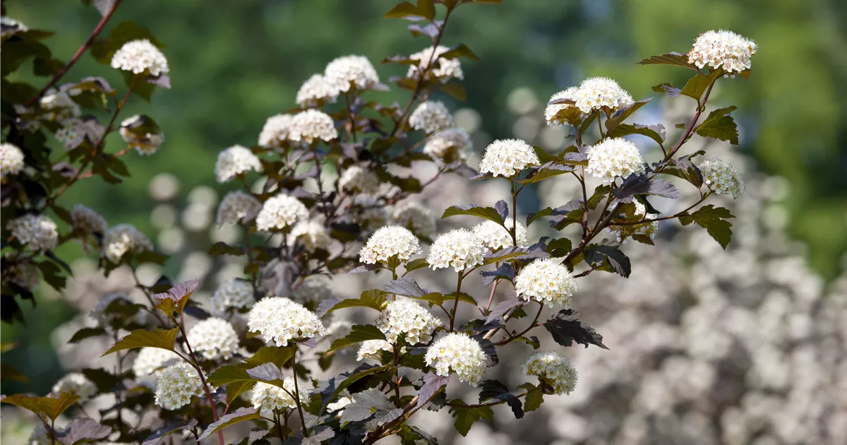 Physocarpus opulifolius 'Diabolo' Collection, Blasenspiere 'Diabolo'