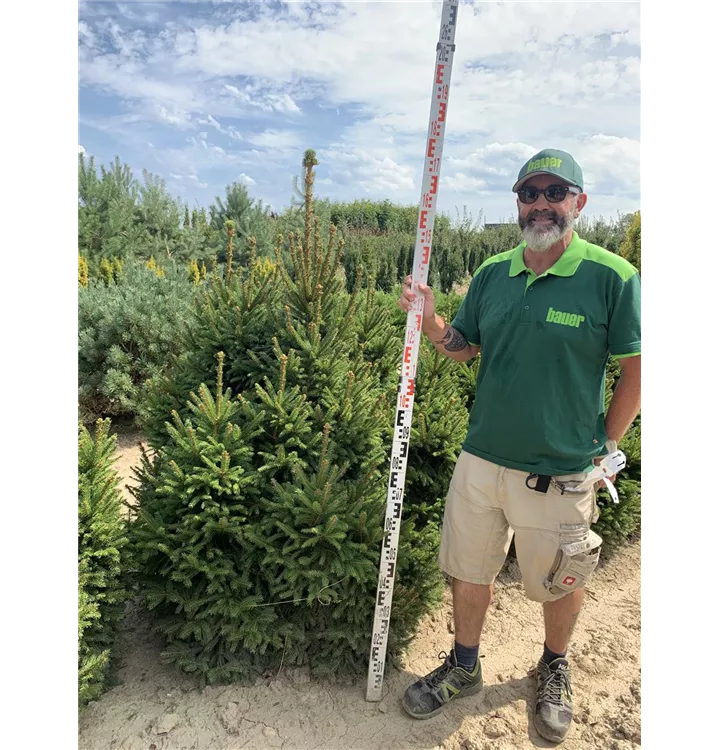 Fichte - Picea abies 'Ohlendorffii' - Collection