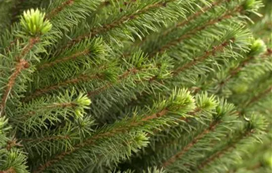 Picea omorika - Collection