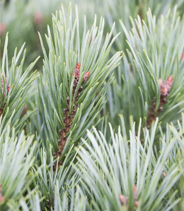 Pinus flexilis 'Vanderwolf's Pyramid' - Collection