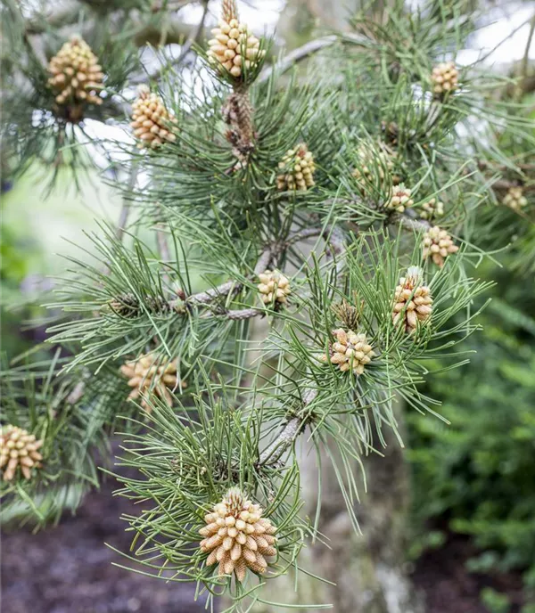 Pinus heldreichii var.leucodermis - Collection