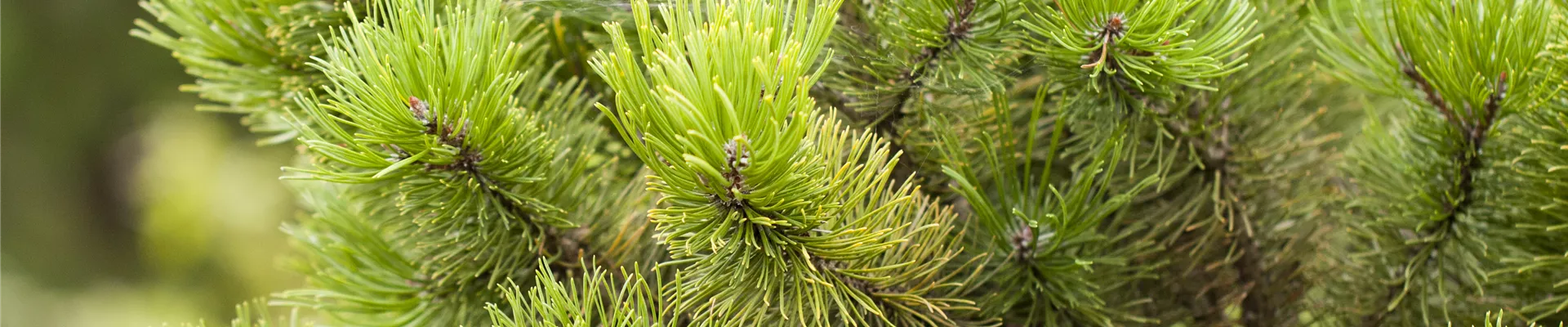 Bodendecker online kaufen | Bauer Baumschulen AG Bodendecker online kaufen | Bauer Baumschulen AG