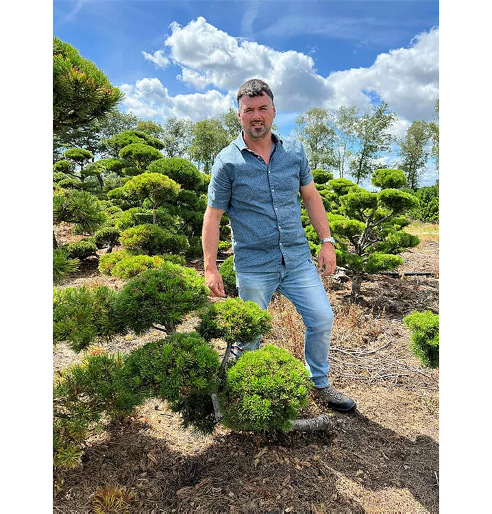 Berg-Kiefer,Latschenkiefer - Pinus mugo - Collection