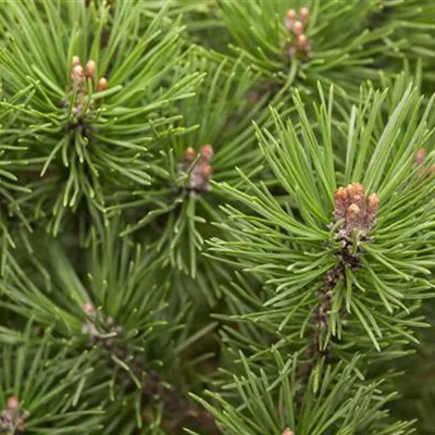 Solitär 125-150 Nr. HP23-160 1150 - Kugel-Kiefer 'Mops' - Pinus mugo 'Mops' - Collection