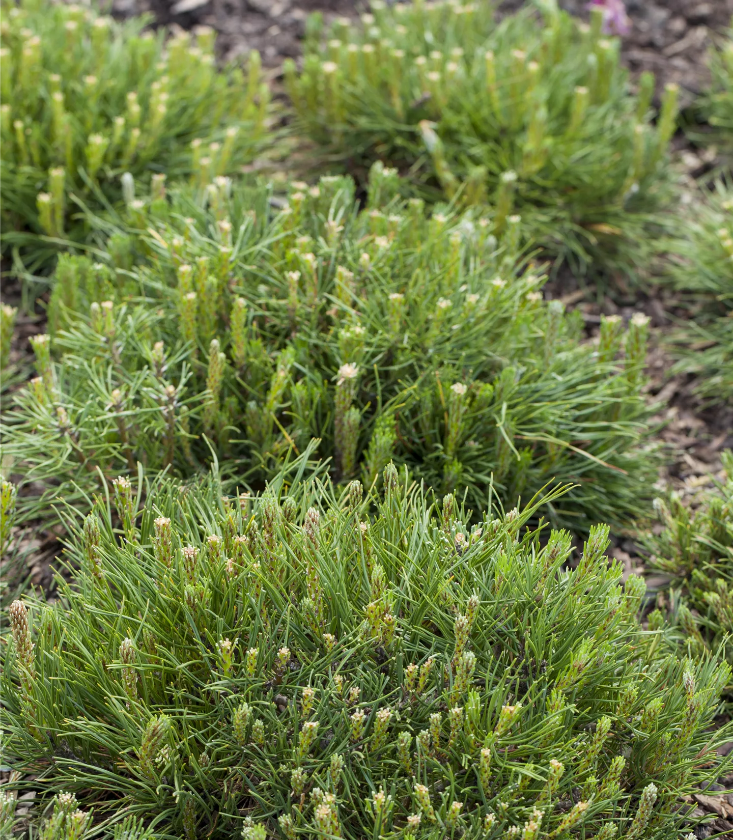 Pinus mugo mughus - Collection