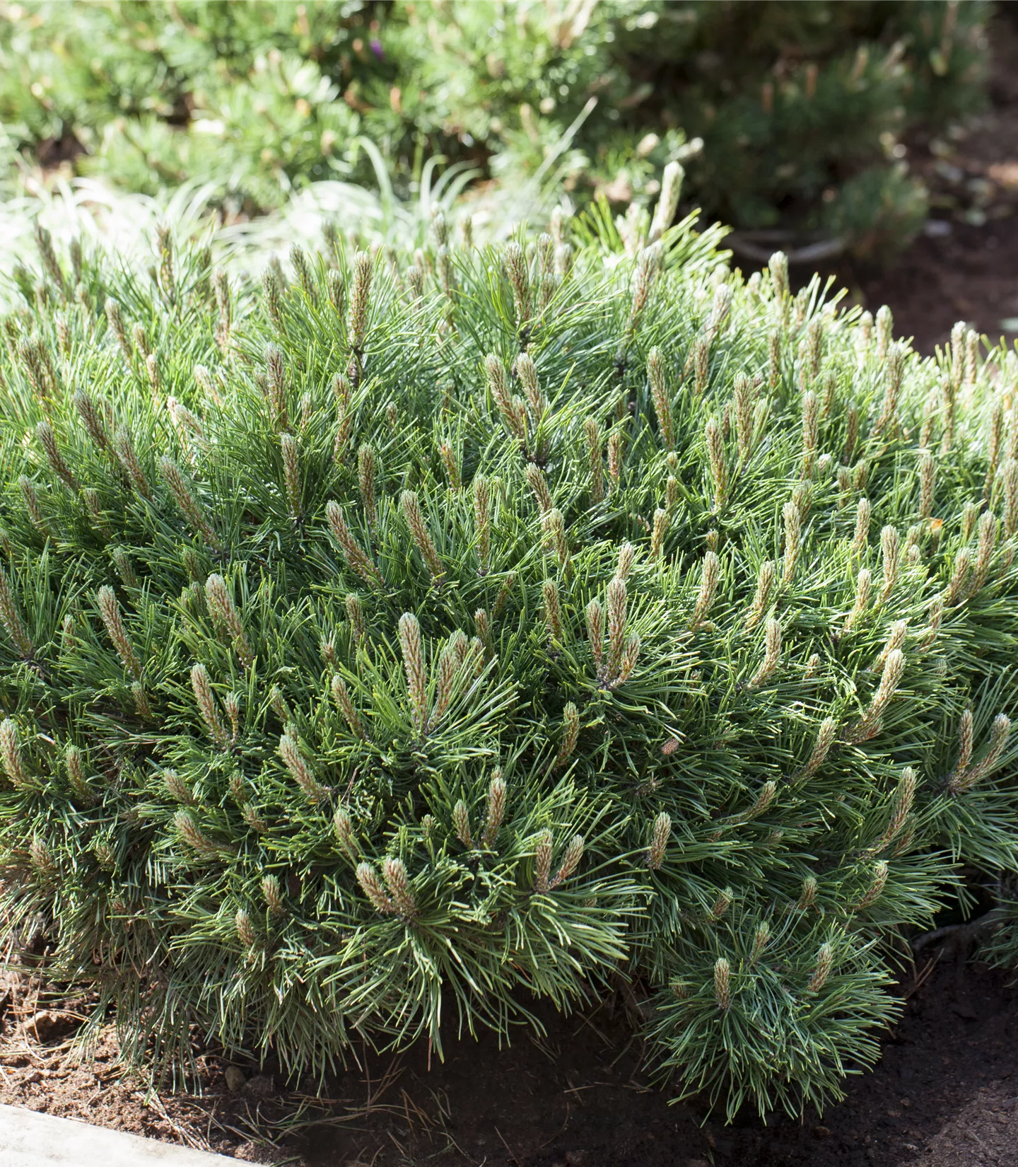 Pinus mugo pumilio - Collection