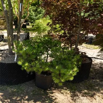C 125-150 310.125 WA 750 - Mädchenkiefer 'Brevifolia' - Pinus parviflora 'Brevifolia' - Collection