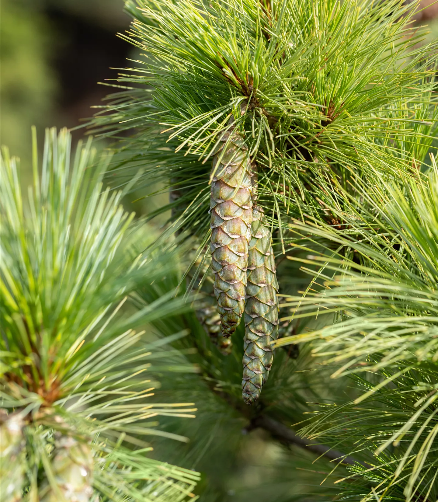 Pinus peuce - Collection