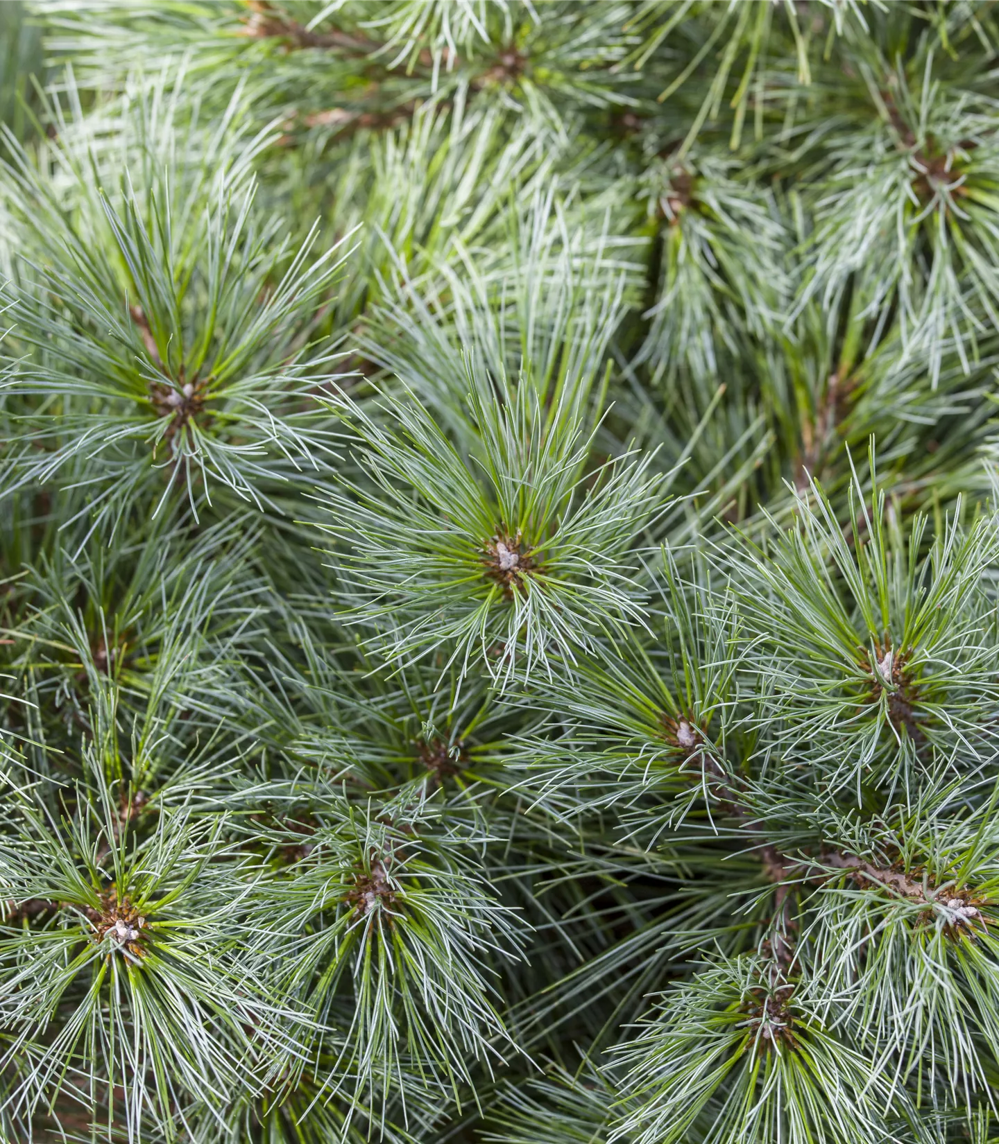 Pinus strobus - Collection