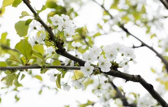 Prunus av.'Büttners Rt. Knorpelk' CAC - Collection
