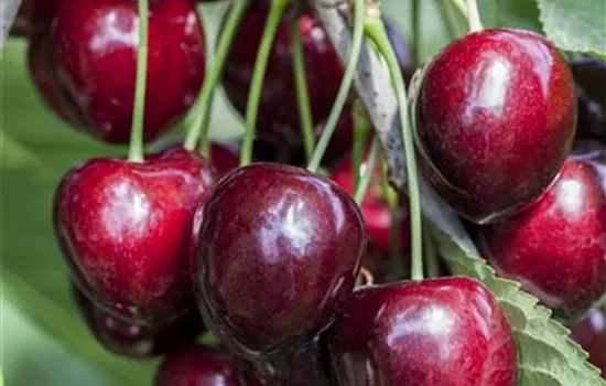 Prunus av.'Kordia' CAC - Collection