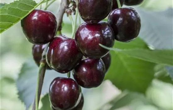 Prunus av.'Regina' CAC - Collection