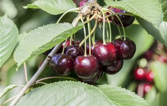 Prunus av.'Sam' CAC - Collection