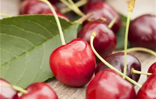 Prunus av.'Summit' CAC - Collection