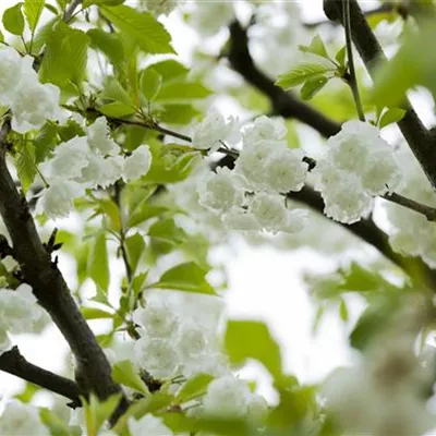 Sol 3xv mDb 150- 200 - Gefülltblüh.Vogelkirsche - Prunus avium 'Plena' - Collection