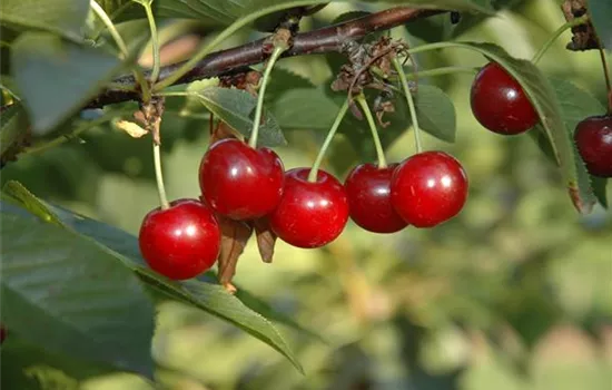 Prunus cer.'Köröser Weichsel' CAC - Collection
