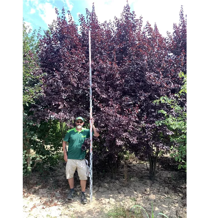 Blutpflaume - Prunus cerasifera 'Nigra' - Collection