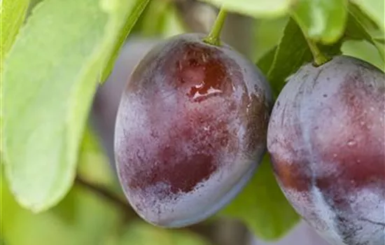 Prunus dom.'Bühler Frühzwetsche' CAC - Collection